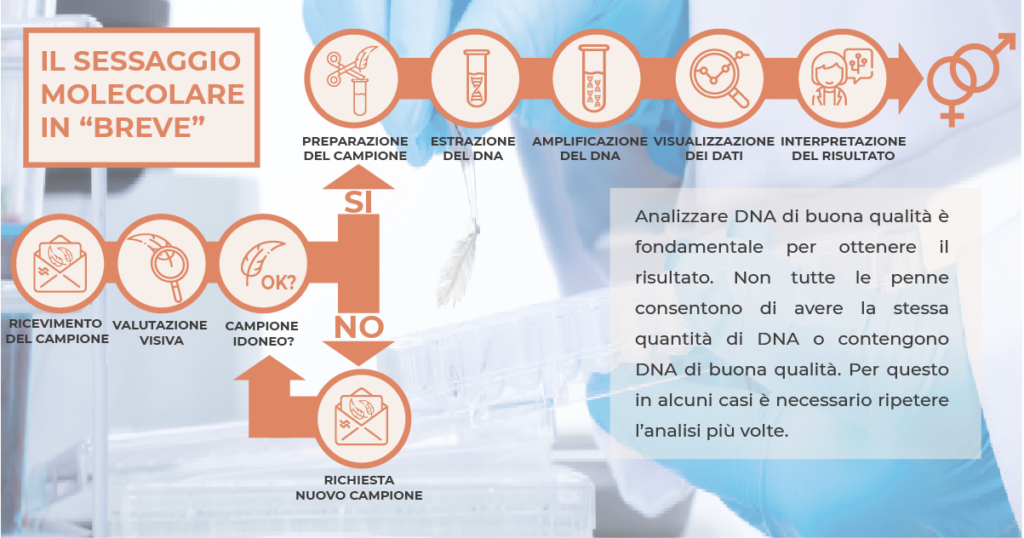 Precedura sessaggio molecolare