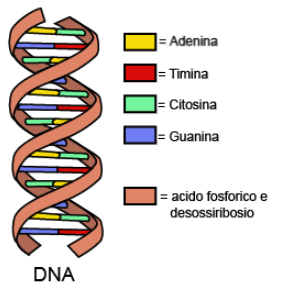DNA