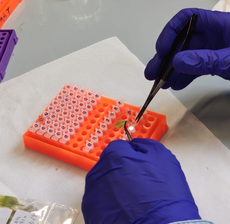 Preparazione campione per sessaggio