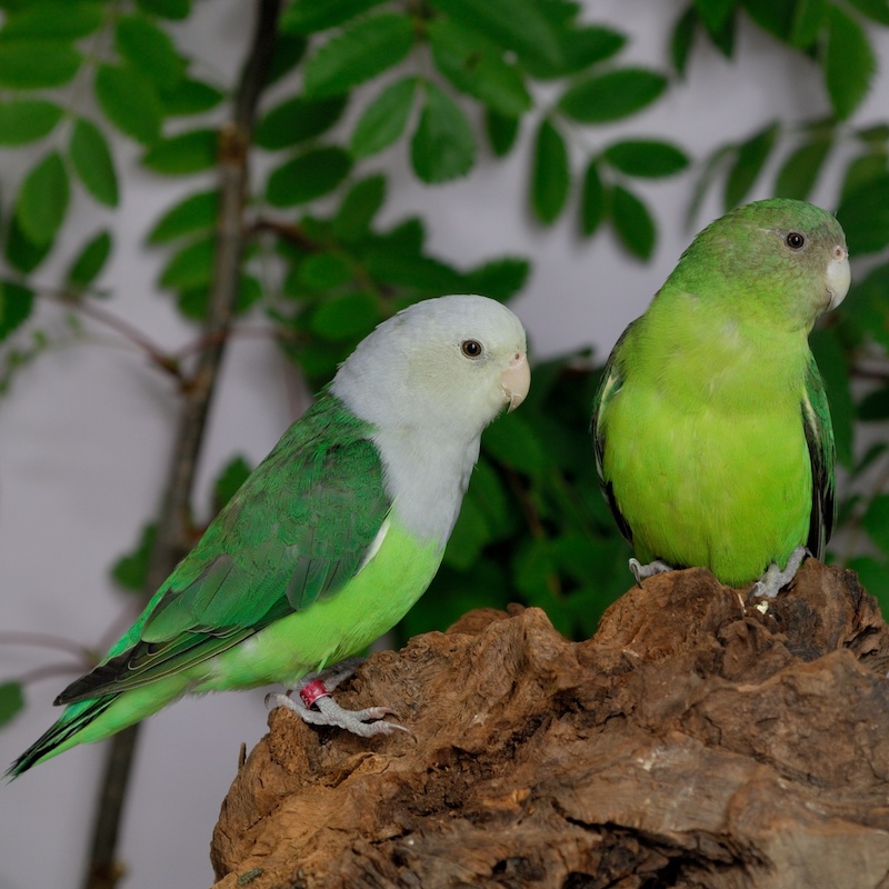 Coppia di Agapornis canus