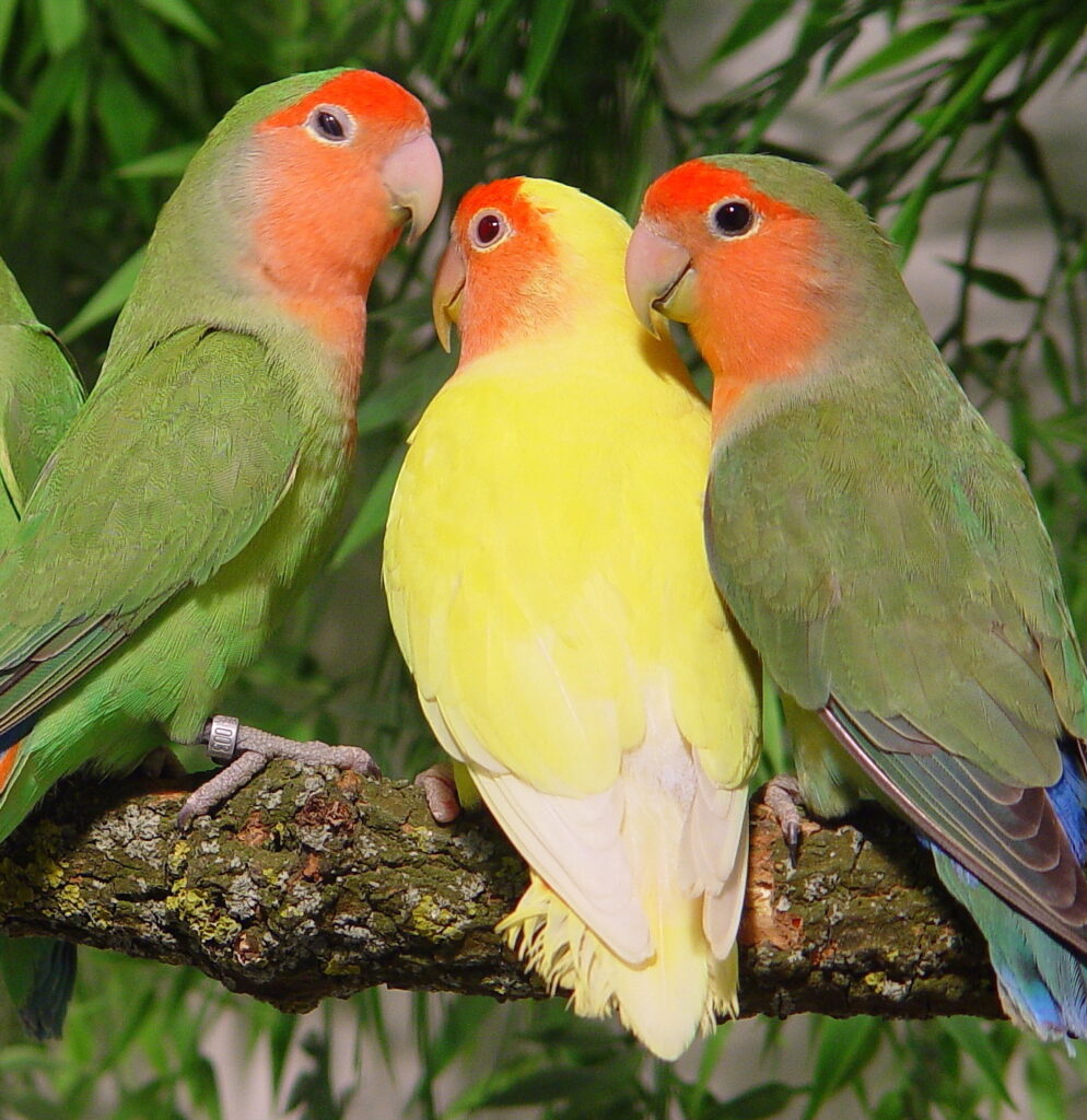 Agapornis roseicollis