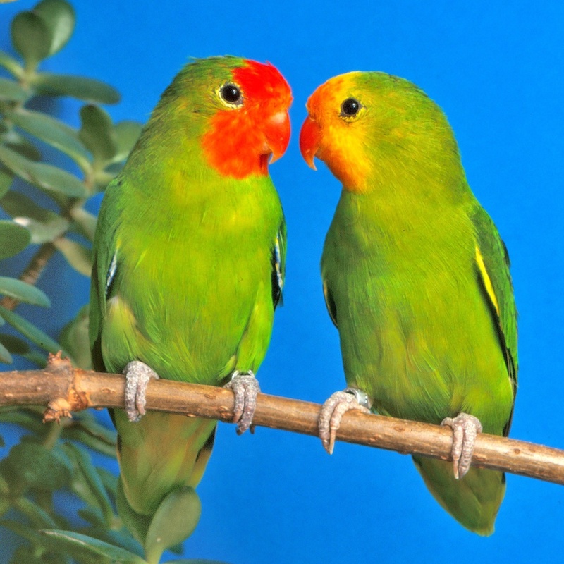 Coppia di Agapornis pullarius