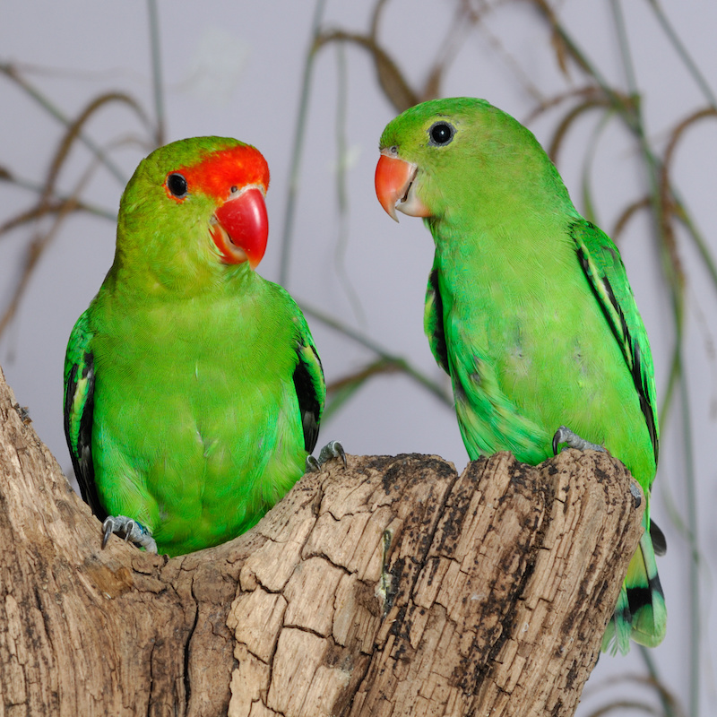 Coppia di Agapornis taranta